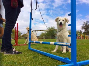 Dog Agility Group Class