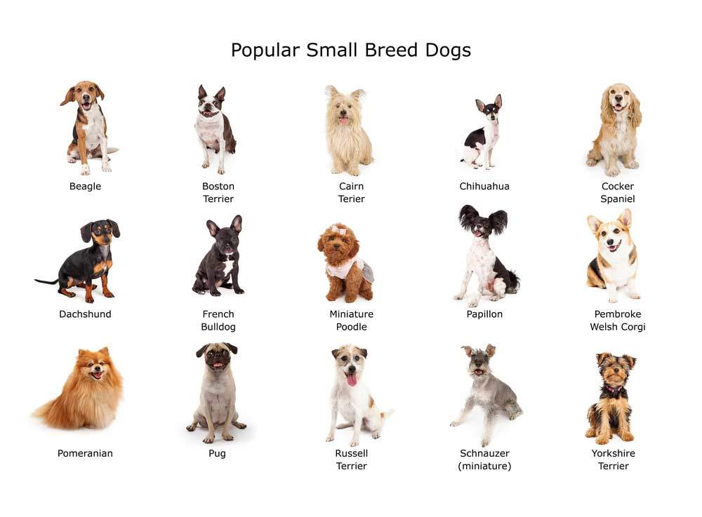 popular small breed dogs