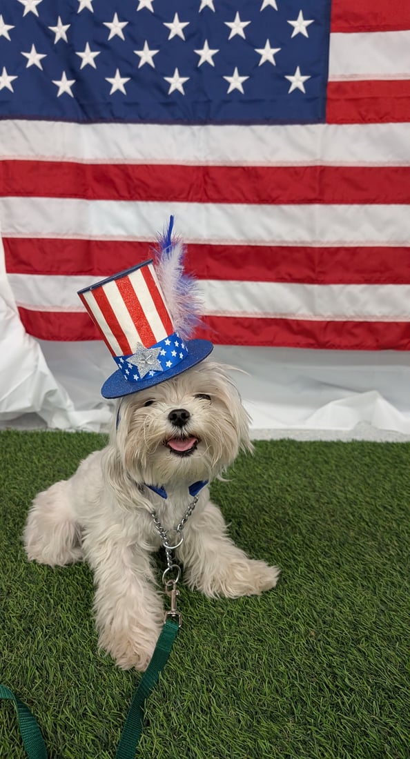 A bright white Maltese-type dog sits attentively, ready and approachable.