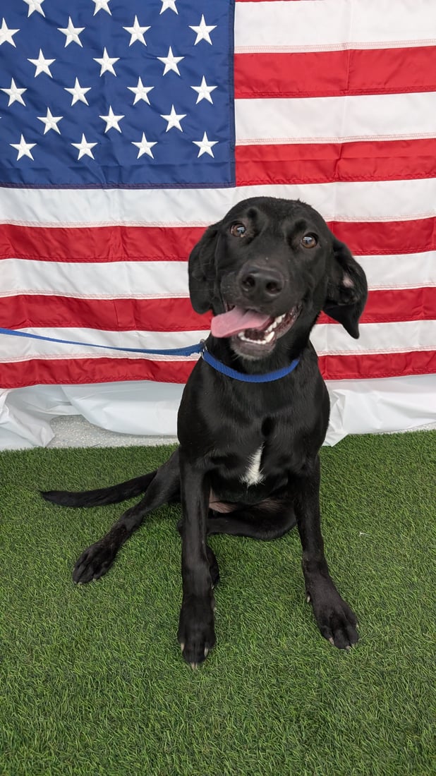 An attentive black Labrador mix sitting calmly on turf, ready to be assessed and matched to the right program.