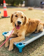 Golden Retriever holding a down-stay on a raised Kuranda-style cot outdoors, the same type of elevated bed included in every Partners Dogs boarding suite.