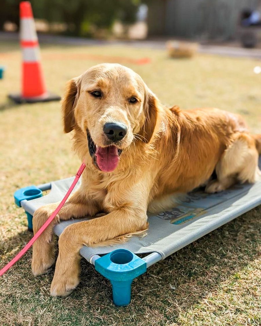 Golden Retriever resting calmly in a down-stay on an elevated place cot outdoors.