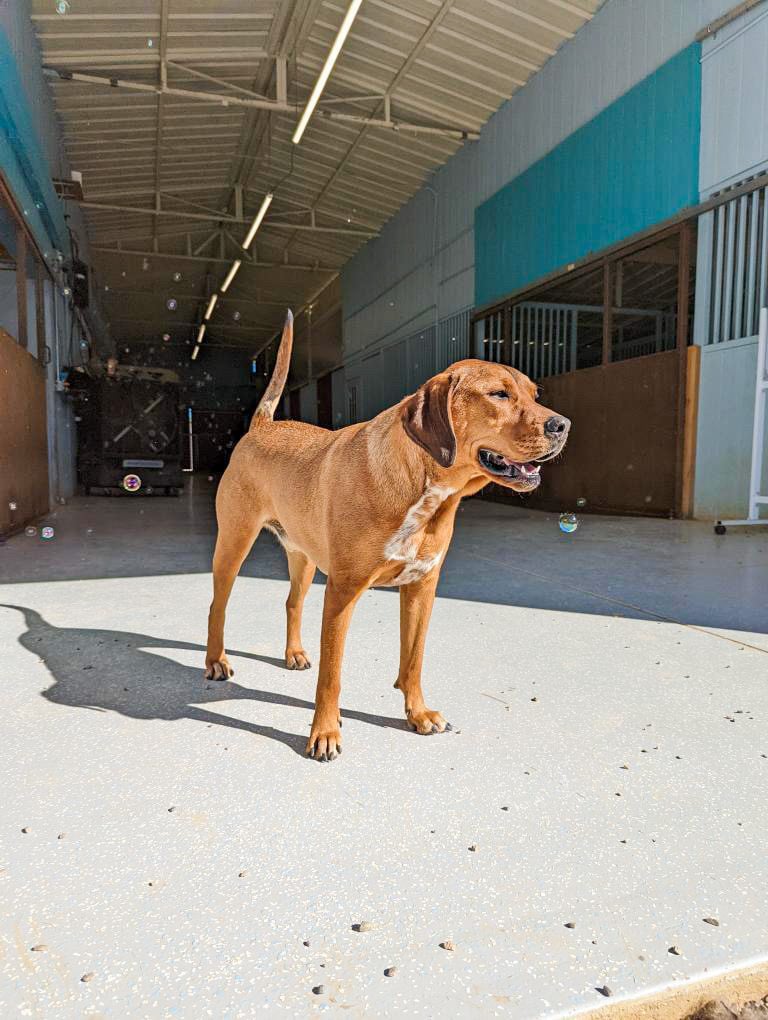 A tan Labrador-type dog stands on the polished concrete floor of our large indoor facility, the kind of space your dog explores during a PD360 assessment day.