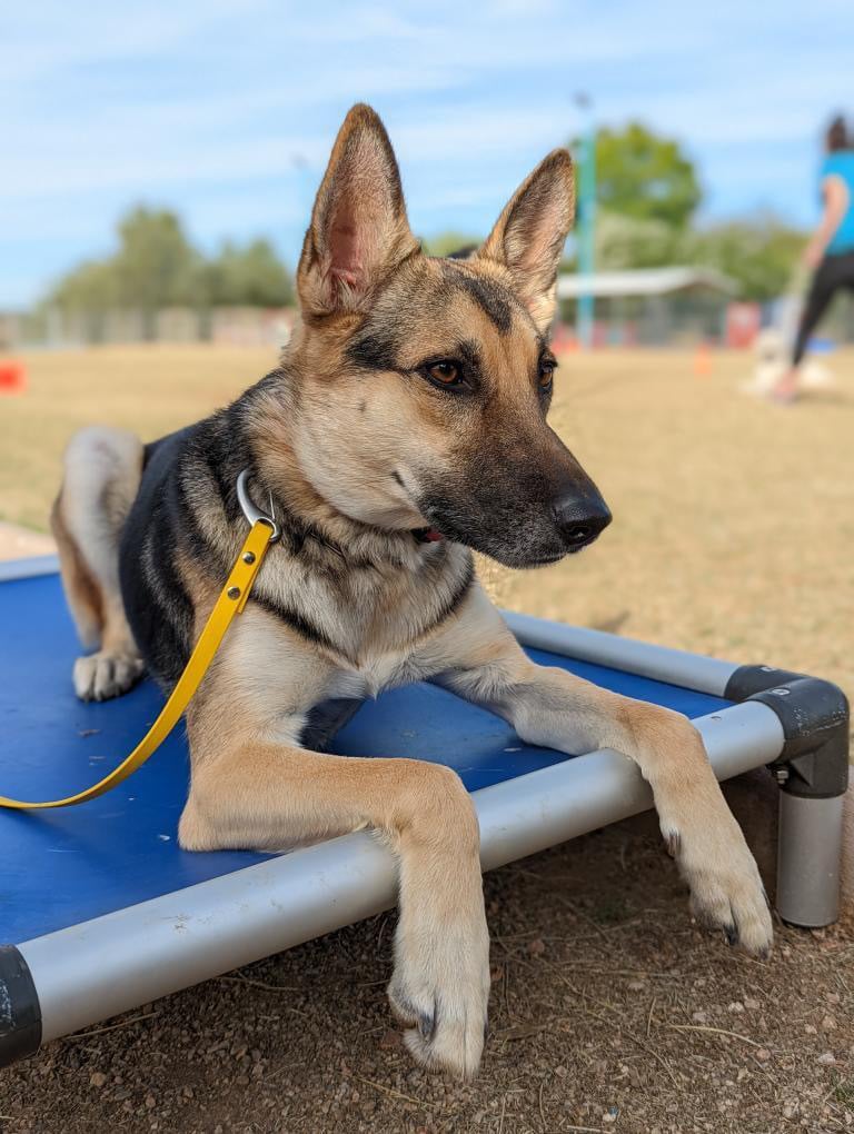German Shepherd resting on a raised place cot on a quiet outdoor field.