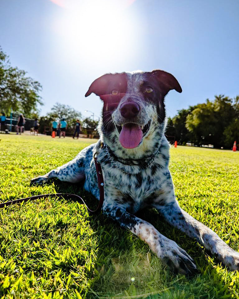 A speckled heeler-type dog lies alert in vivid green grass outdoors, ready for the Arizona desert conditions our members train for.