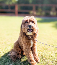 A red curly-coated doodle with a shaggy, overdue-for-a-trim coat sitting on grass, the look a grooming schedule is meant to prevent.