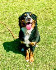 Bernese Mountain Dog sitting calmly on leash on a Partners Dogs training field, representing a dog partway through the training program journey.