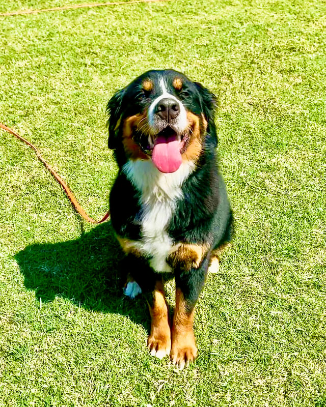 Bernese Mountain Dog sitting on green grass in full sun with tongue out on a leather leash.