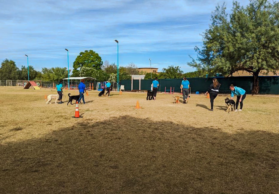 A wide outdoor group obedience class on the Cave Creek desert grass field, roughly seven trainers working dogs around cones with shade structures behind.