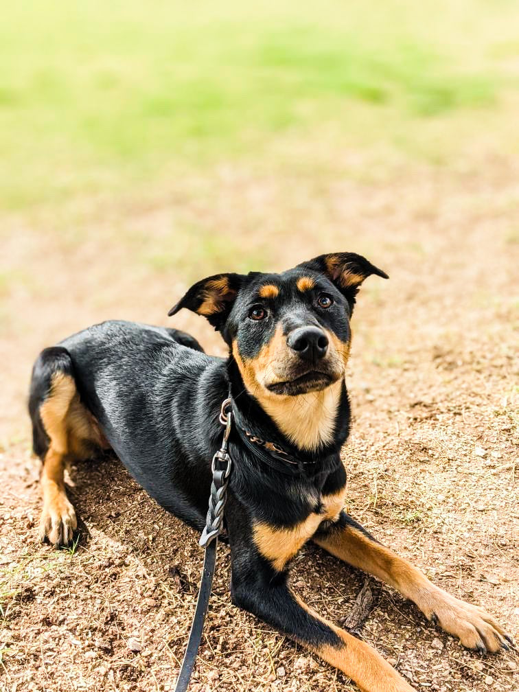 Calm Kelpie-type dog lying down and looking up gently during a quiet moment.