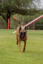 Adult Belgian Malinois trotting toward the camera across a green training field with an orange ball in its mouth, ears up and tail raised, an agility ramp and fence blurred in the background.