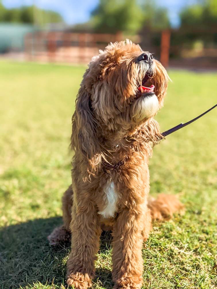 A Partners graduate working calmly off-leash with a trainer
