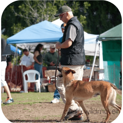Leighton Oosthuisen heeling a tan Belgian Malinois at an outdoor dog sport competition