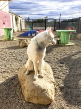 White husky standing alert on a boulder in a fenced desert yard, saguaro cactus and iron fence visible behind