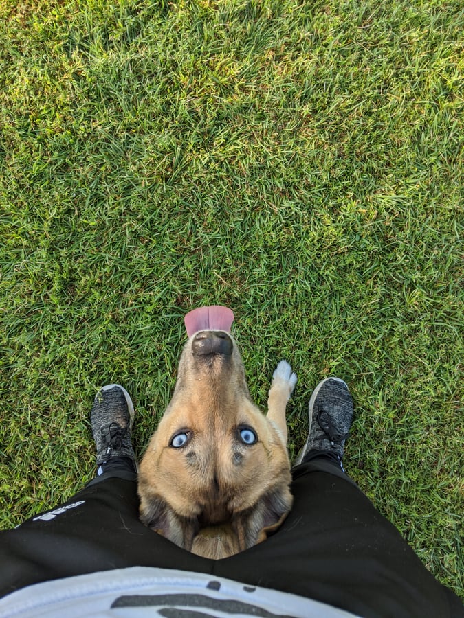 A relaxed tan dog with bright blue eyes lounging happily on green grass, capturing the calm results families get.