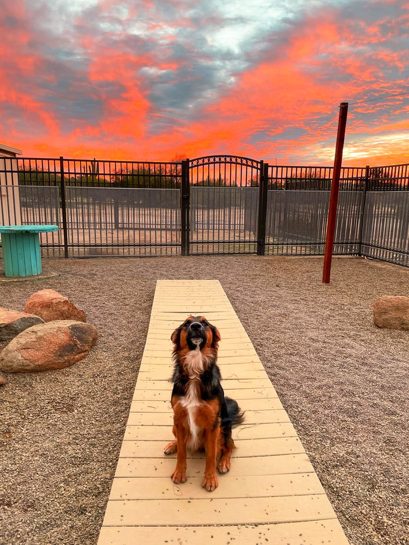 A focused dog holds a sit on the paver walkway inside the fenced desert facility during behavior work.