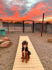 A black-and-tan dog sits on a paver path at a Partners Dogs desert campus under a vivid sunset sky.