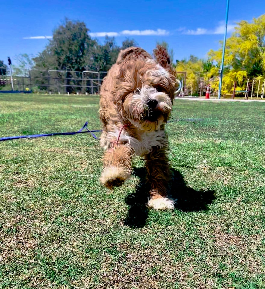 A happy apricot doodle runs across a sunny grass field, showing the joyful outcome of the right program.