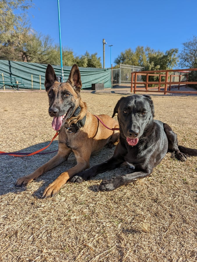A Belgian Malinois and a black Labrador lie side by side panting happily on leashes in the outdoor play yard.
