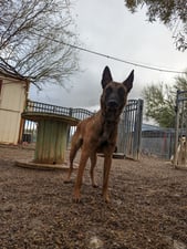 An alert Belgian Malinois stands in a fenced gravel yard under bare desert trees at a Partners Dogs facility, the kind of alert, high-drive dog owners often book for rattlesnake avoidance training before wash season starts.