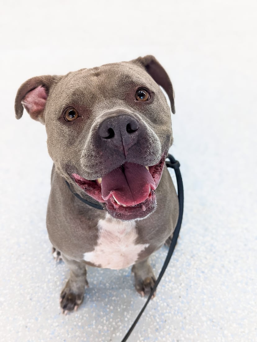 A blue-grey pit-bull-type dog looks up with a wide, happy open-mouthed expression, a healthy and well-cared-for member of the pack.