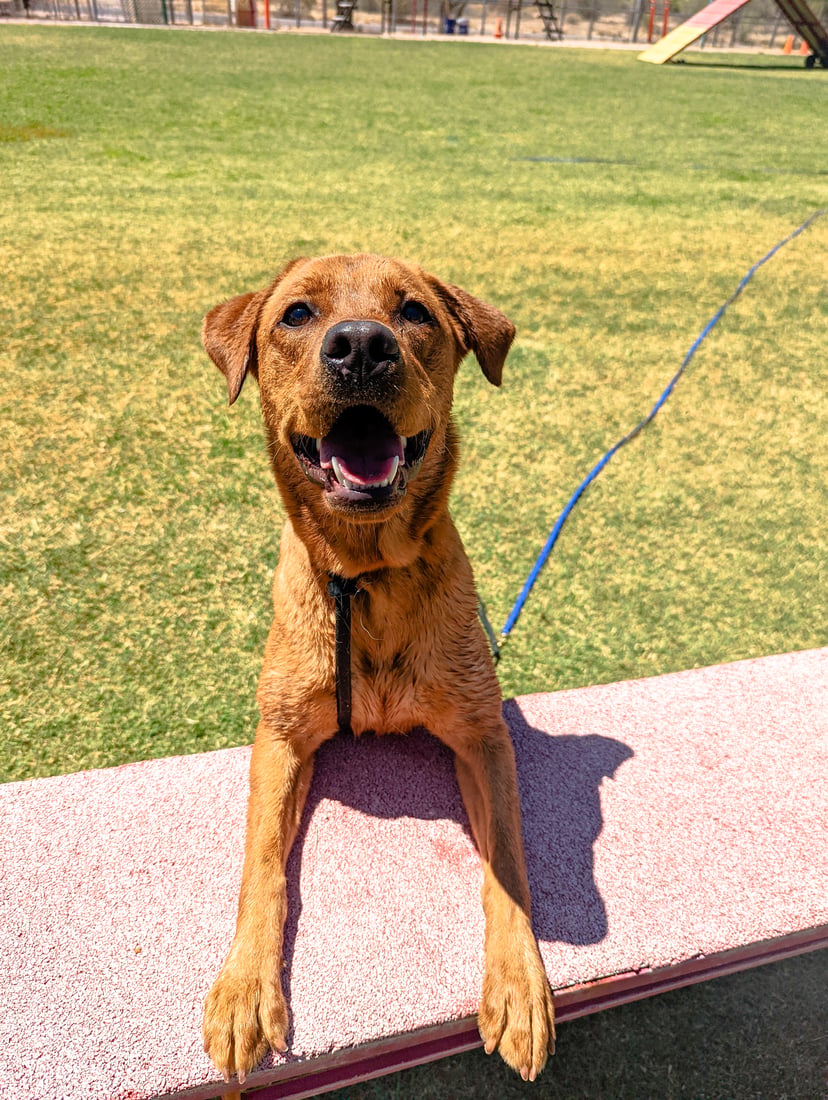 A fox-red Labrador rests its paws up on a low agility table with a happy open mouth on the bright turf field on a sunny day.