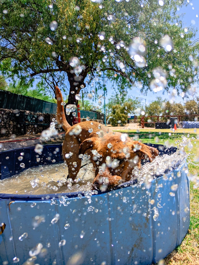 A dog leaps and splashes through a blue kiddie pool sending up a spray of water on a hot Arizona day.