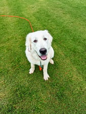 A large adult white Great Pyrenees sits on green grass looking up at the camera, wearing an orange long-line leash that trails off across the lawn.