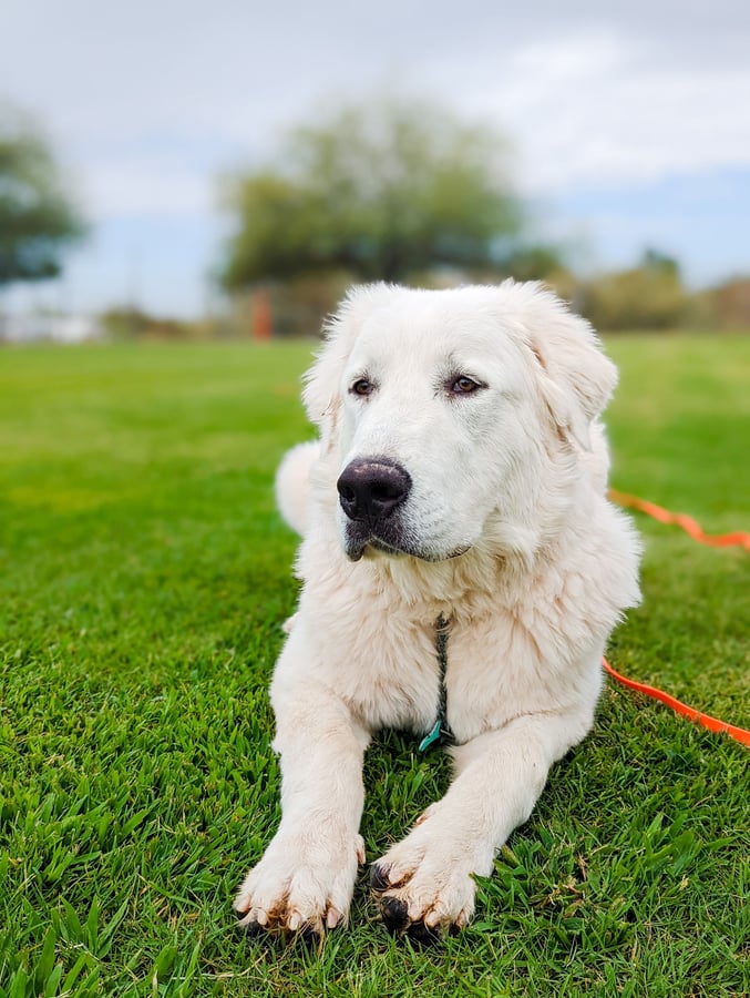 Large white Great Pyrenees lying calmly and content on bright green grass.
