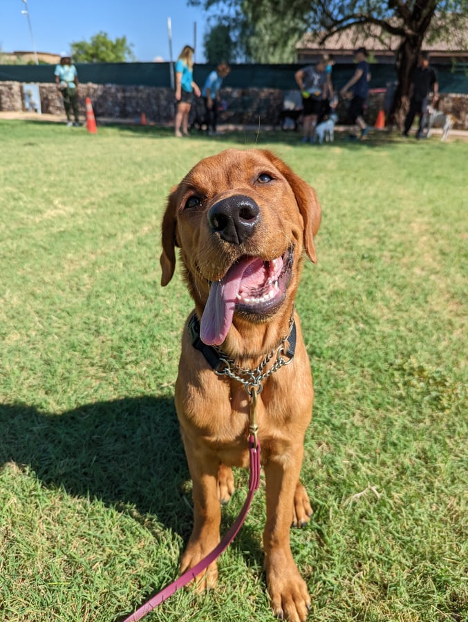 A happy fox-red Labrador pants with an open-mouth smile on a sunny training field, showing a relaxed, well-adjusted dog.