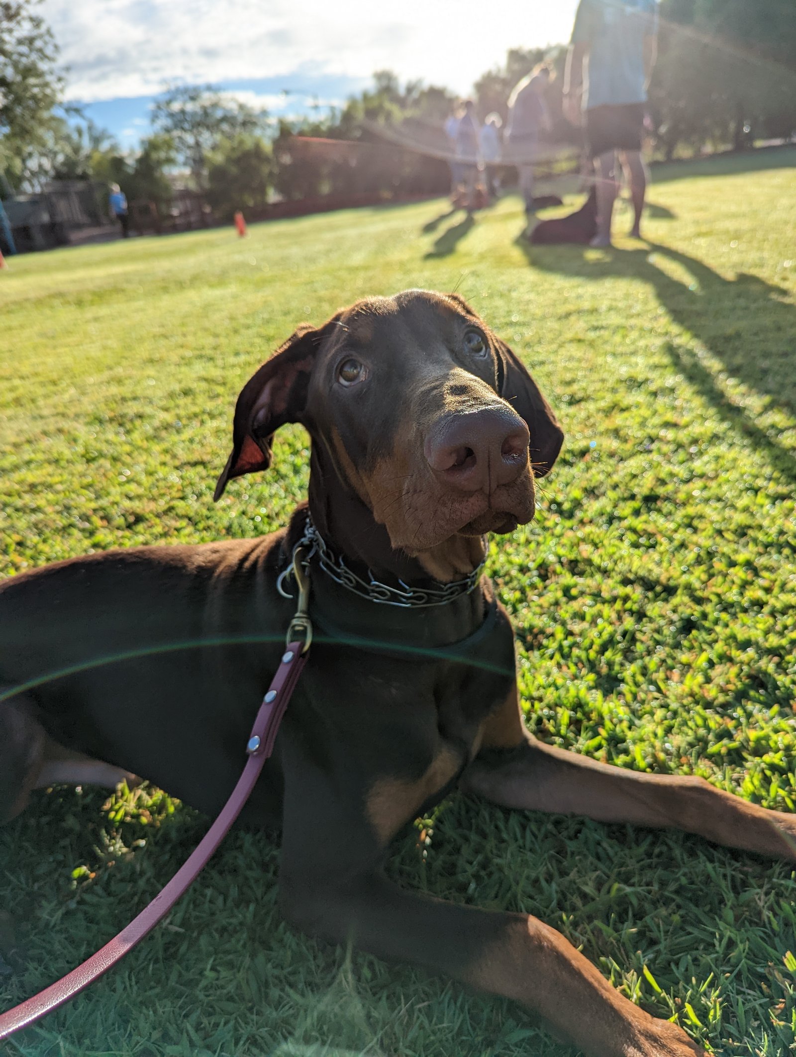 A chocolate Doberman puppy with natural ears lies in a down on the green grass field at golden hour, looking up calmly during an early training session.