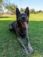 Blue-eyed brindle shepherd-mix dog lying on green grass with mouth open and tongue out, playground equipment blurred in the background at a Partners Dogs daycare field.