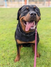 A black and tan Rottweiler sits on green grass with an open-mouthed grin and tongue out, wearing a chain collar and pink leash, with blurred fencing and facility structures in the background.