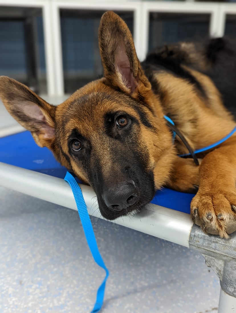 A black-and-tan German Shepherd rests calmly on a raised cot indoors in front of the kennels, settled and quiet.
