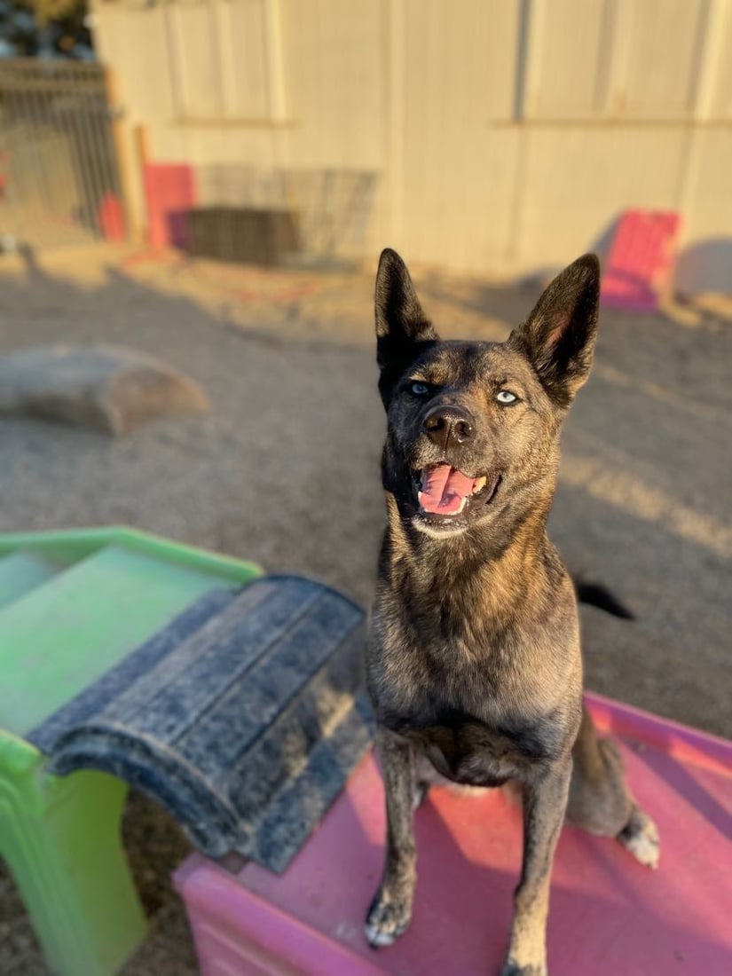 A Belgian Malinois sits calm and settled on the grass beside its person, the everyday companion you get to live with.