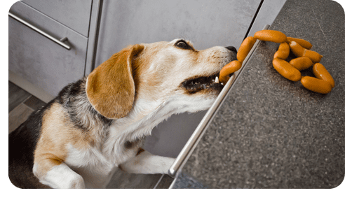behavior camp