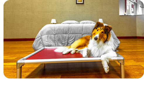 A relaxed Shetland Sheepdog lies calmly settled on an elevated cot bed at home.