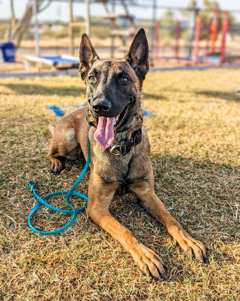 A strong Belgian Malinois holds a calm down-stay on a teal slip leash in an outdoor training yard, showing a once-reactive dog now under control.