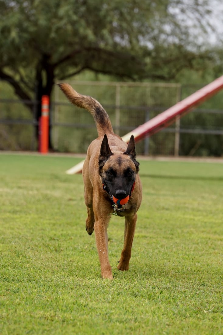 A tan Belgian Malinois trots straight toward the camera across a green outdoor field, the kind of active Arizona dog rattlesnake avoidance is built for.