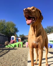 A happy adult Vizsla in the outdoor daycare play yard at Partners Dogs, tongue out after a day of play among the play structures.