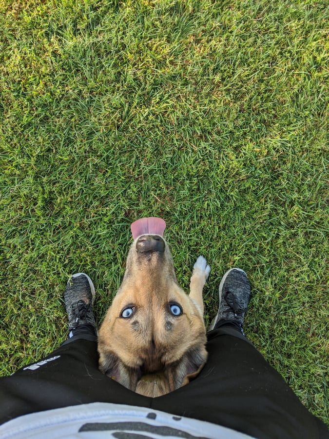 A relaxed tan dog with bright blue eyes lounging happily on green grass, capturing the calm results families get.
