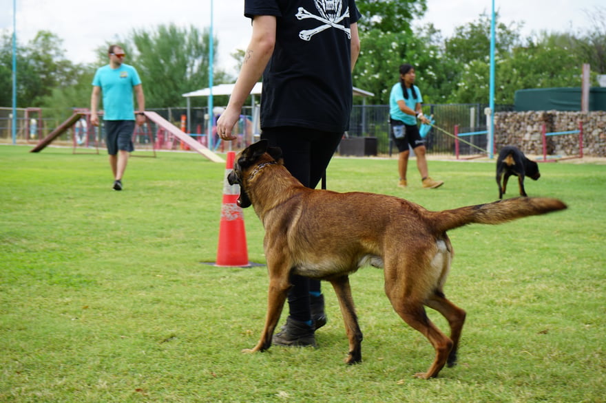 A Belgian Malinois heels past training cones in an active outdoor class at the Scottsdale campus near Shea and the 101.