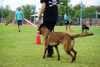 A tan Belgian Malinois on a leash walks beside a handler across an outdoor grass training field during a group session at the Cave Creek campus, with other trainers and dogs working in the background.
