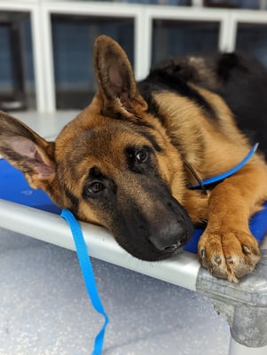 A calm German Shepherd resting after Transform Camp