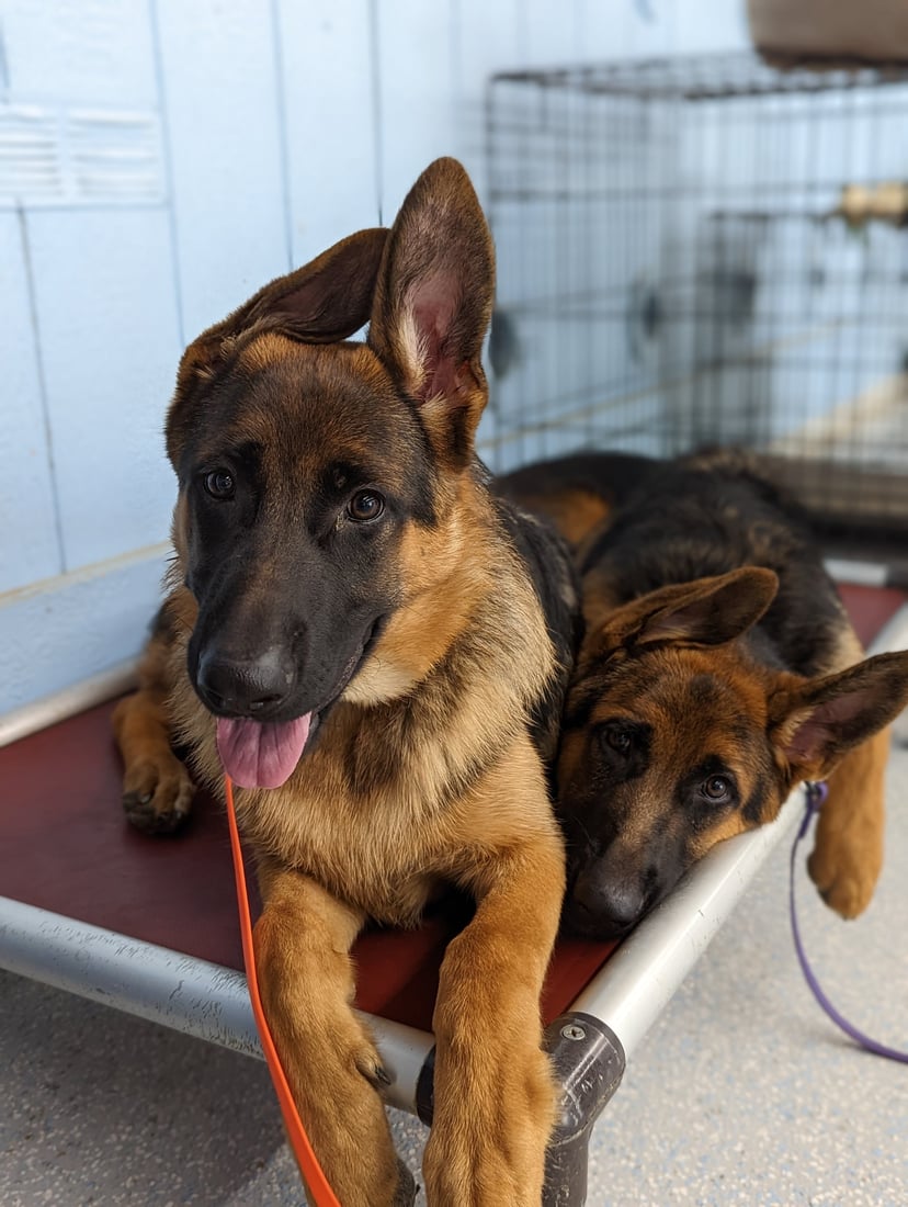 Two young German Shepherds resting together on a raised cot in their boarding suite