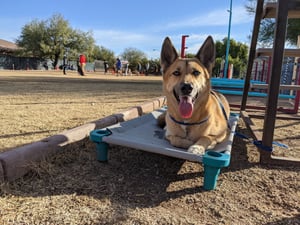An adult shepherd-mix dog training for retirement companionship lies calmly on an elevated place cot at Partners Dogs.