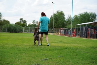 An adult grey dog on a leash walking beside a handler in a teal shirt across a grass training field, with boarding kennel runs visible in the background.