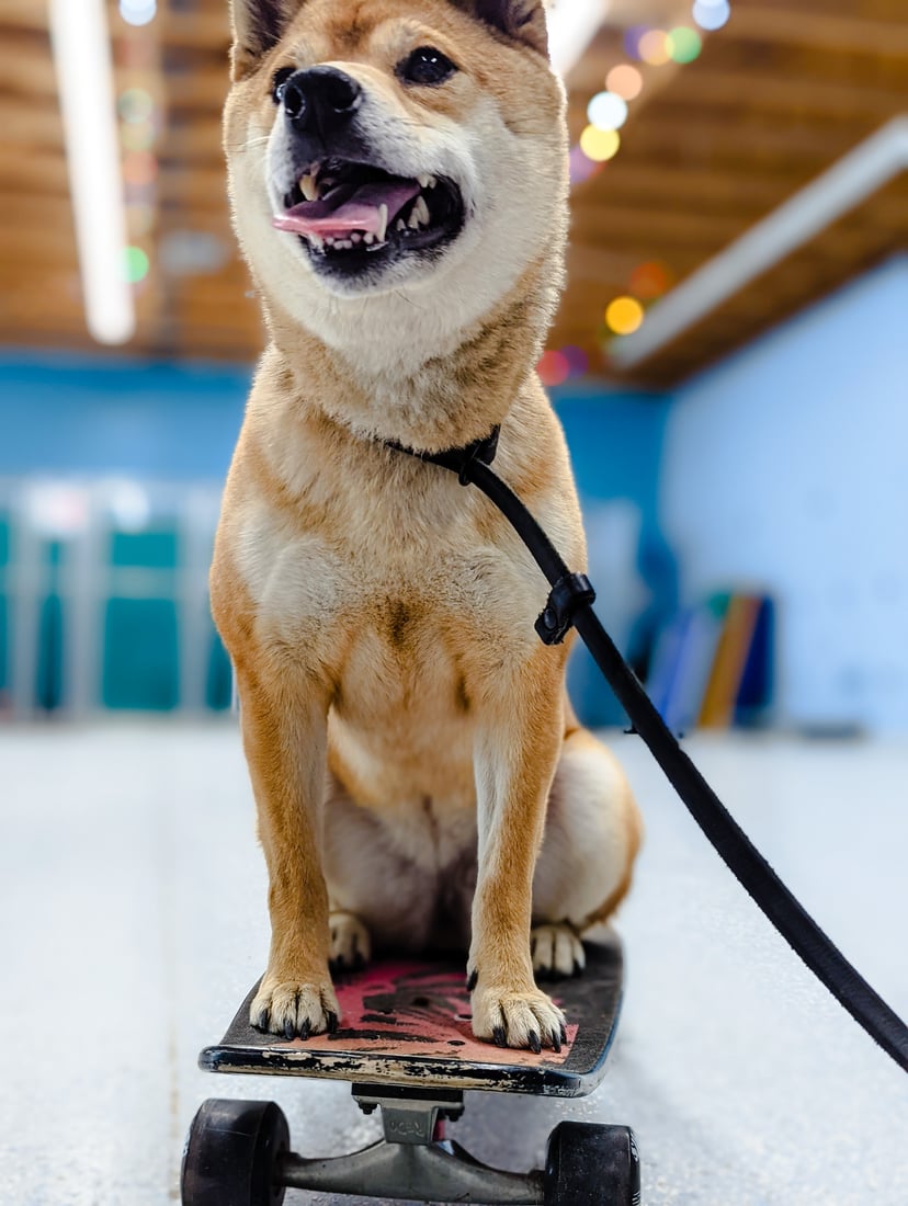 A tan Shiba Inu balances on a skateboard on the indoor training floor, showing a trained skill built through the PD360 stages.