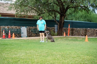 Adult grey pit bull sitting calmly on leash beside a trainer on a Cave Creek training field, framed by a gabion stone wall and shade trees.