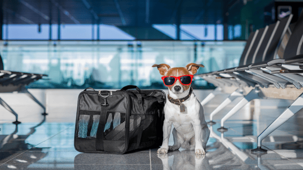 Partners Dogs Cave Creek campus premium training facility in Scottsdale Arizona